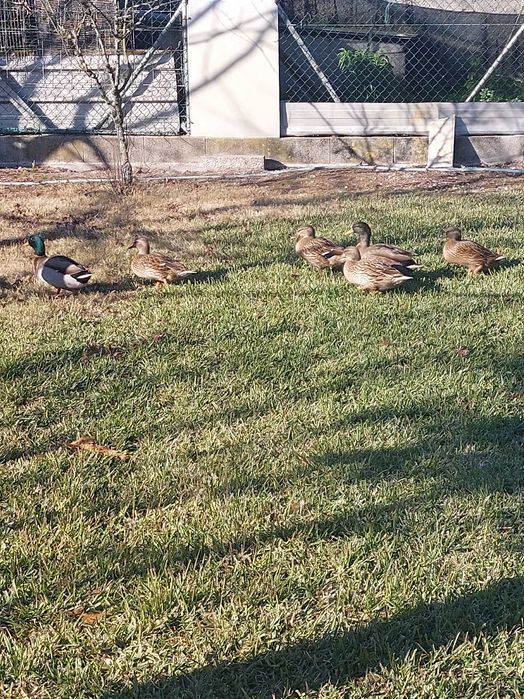 Vendo patos, unidade, casais ou trio