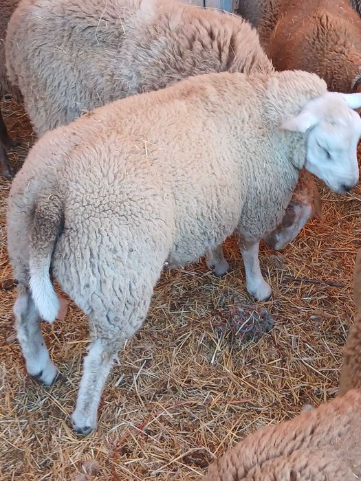 Vendo borrego texel puro