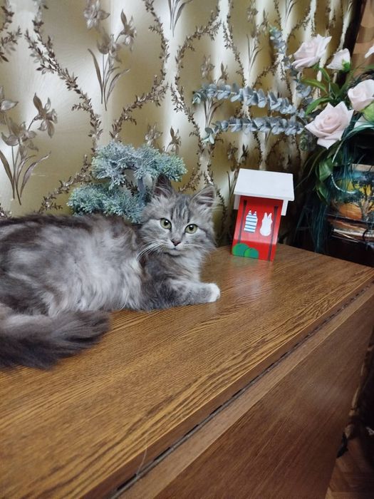 Дівчинка 4-5міс., "хтось" викинув на вулицю. 3 тижні жила з сестричкою на стільчику біля під'їзду