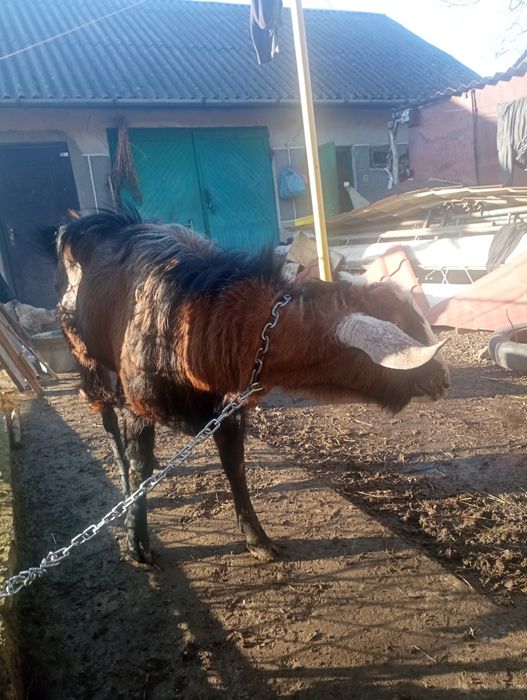 Продам Нубійського козла