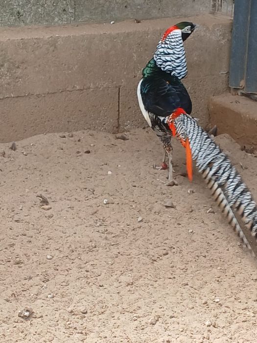 Tenho disponivel casais destes faisoes para venda