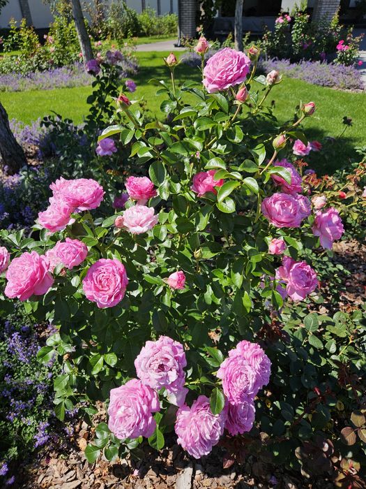 Ландшафтний дизайн/Догляд за садом/Садівник/Автополив