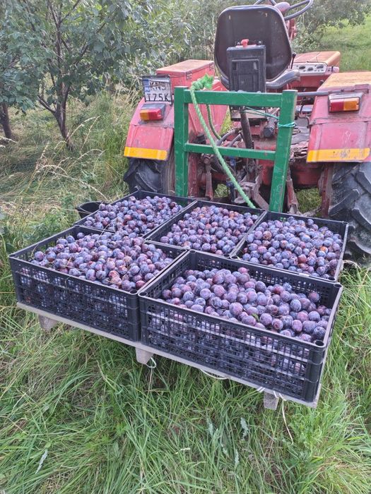 Śliwy śliwki przemysłowe
