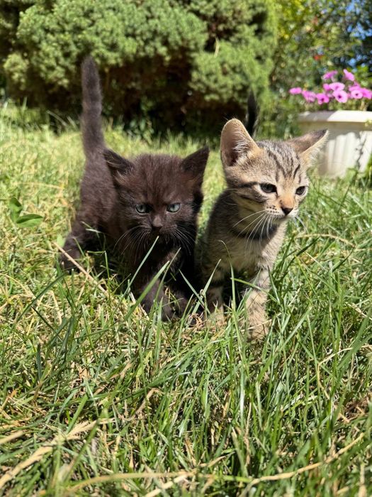 Кошенята сіамської і дворового