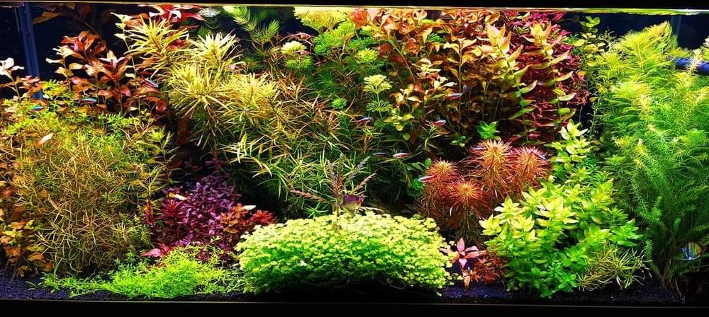 Lampa powerled.pro do akwarium 150 cm lub inne na wymiar.  Gwarancja