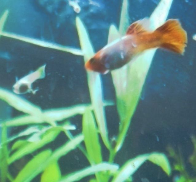 Guppys Panda e Koi platinum puros