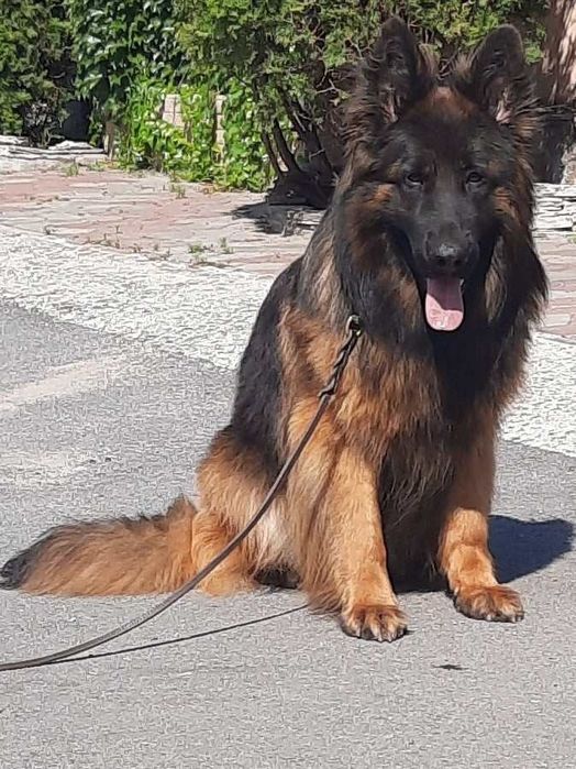 Немецкая длинношерстная овчарка