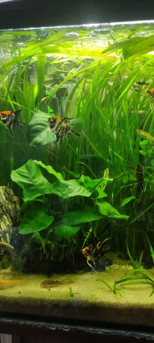 Rośliny akwariowe z przycinki zbiorników