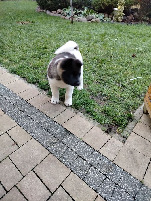 Akita Amerykańska   2,5 mca piesek