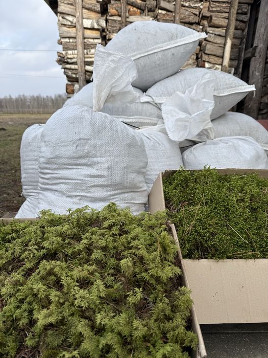 Продам грунт для лохини