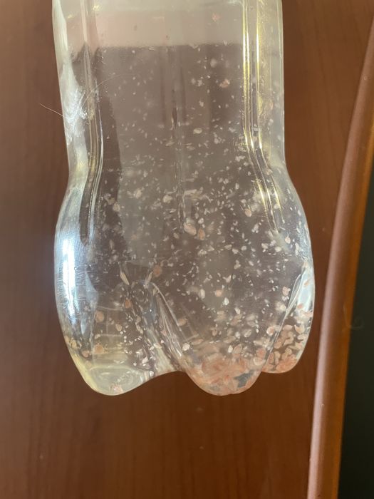 Дафния живой корм для рыб и мальков