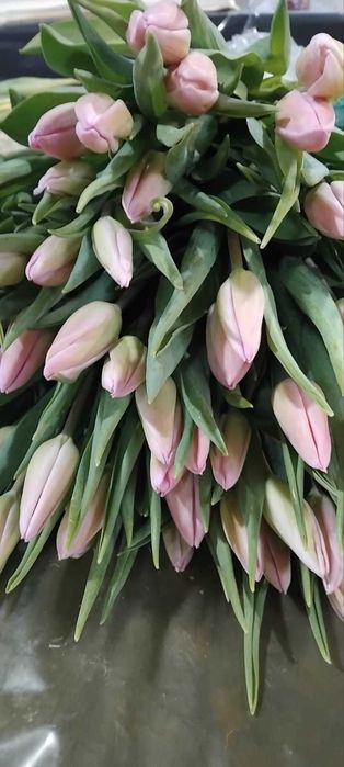 Продам тюльпан оптом від виробника.