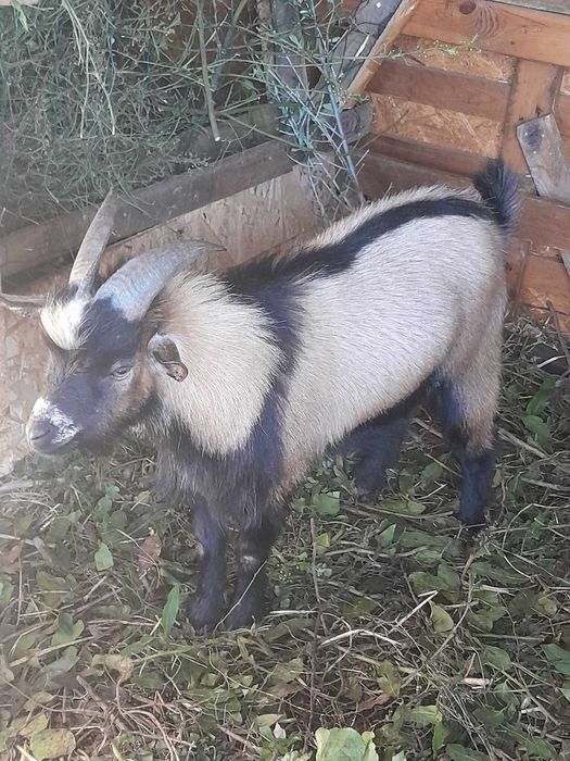 Cabritas anãs MACHO