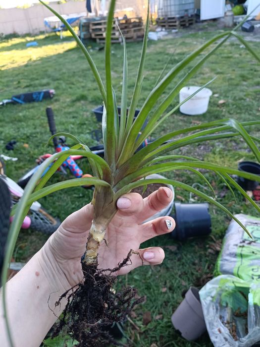 tillandsia strictwa oplątwa
