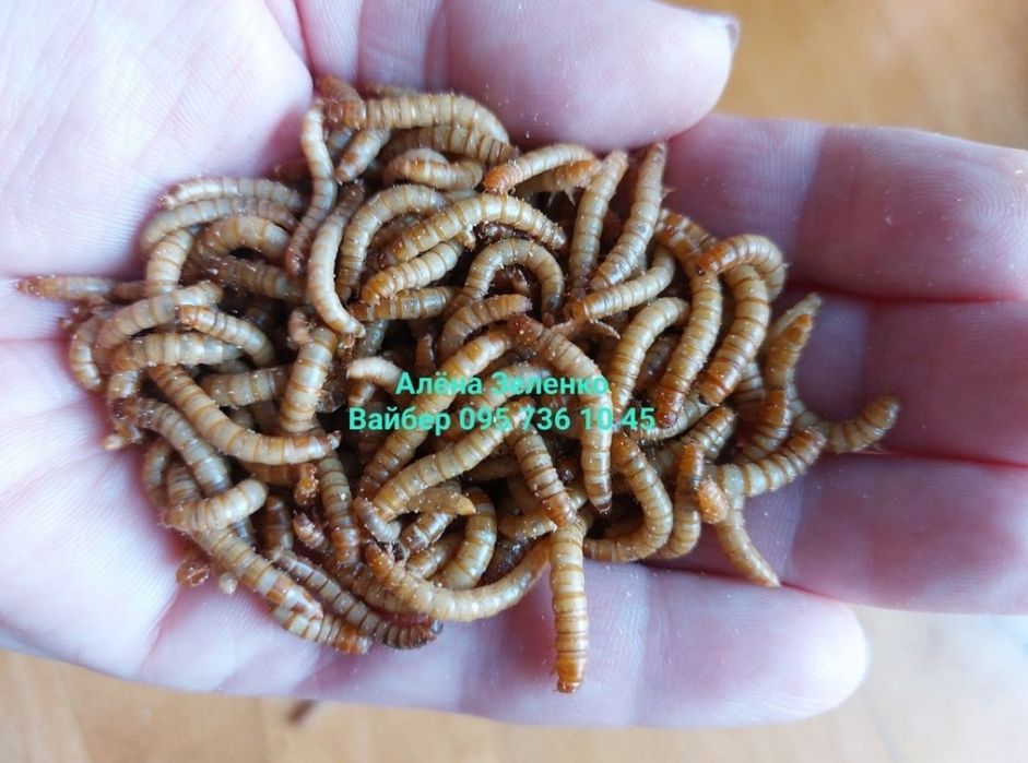 Мучной червь и Зоофобусы для ёжиков, птиц,  черепах, летучих мыши жаб