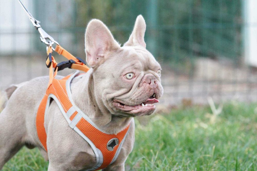 Bulldog frances isabella new shade solido  para montas