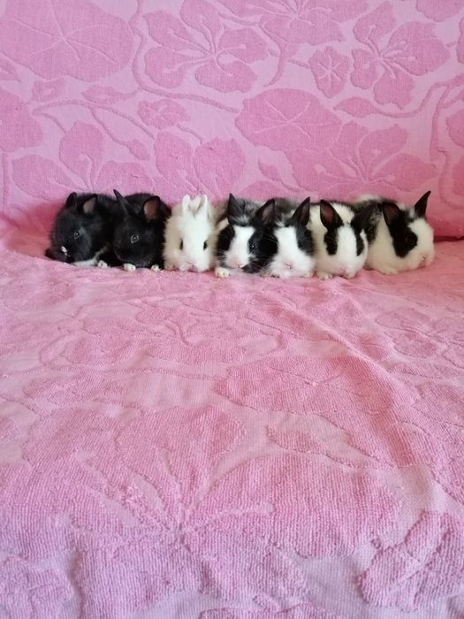 Króliki miniaturki królik miniaturka