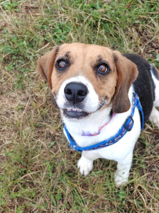 Daisy niezwykla sunia w typie beagla czeka na adopcje!