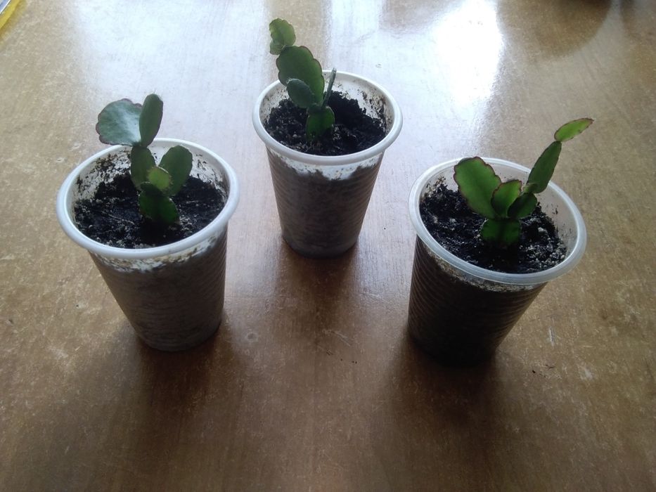 Рипсалідопсис - пасхальник