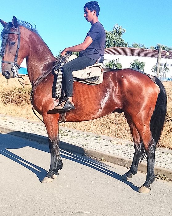 Cavalo castrado  .