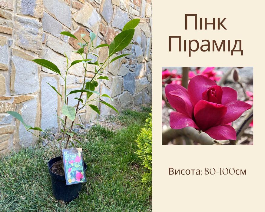 Магнолія 30 сортів  Дафні Єлов Латерн Блю Опал Імператор Вотермелон Єлов Бірд Джені Рустіка Рубра Альба Суперба Леней Голден Дрім ланшафтний дизайн