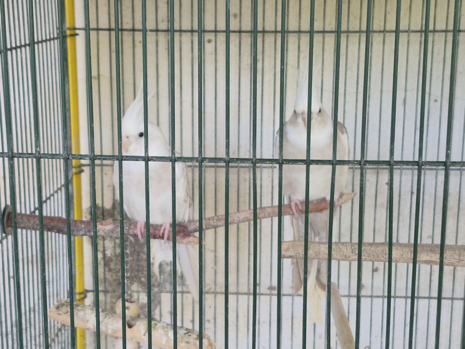 Caturra arlequim canela