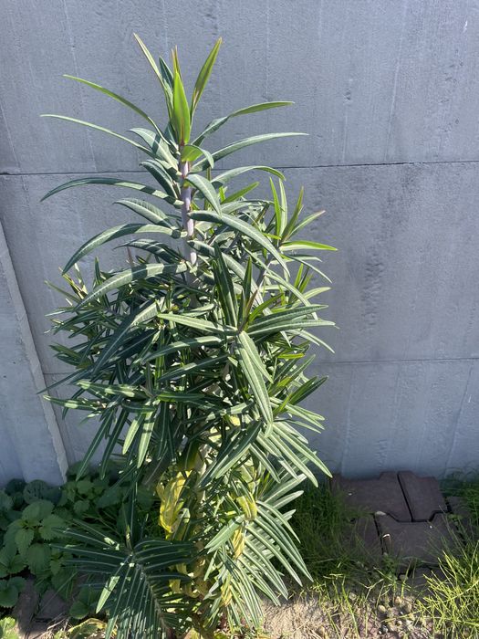 Brunery ,Miodunki i byliny wieloletnie