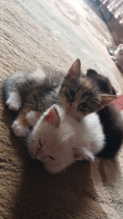 Віддам котят в добрі руки