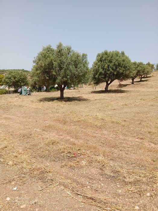 Serviços agrícolas/Agricultural services, land clearing