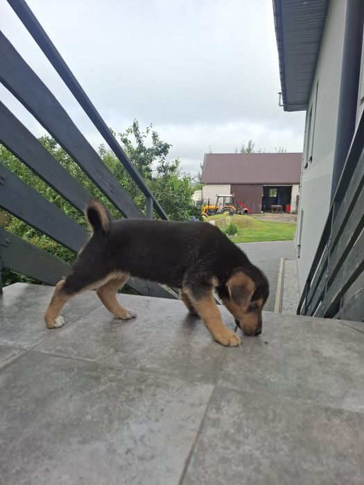 Oddam pieski w dobre ręce