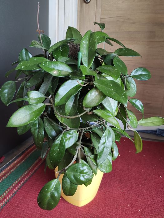 Хойя шикарная с горшком