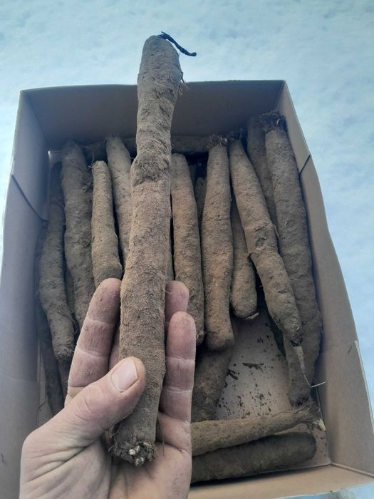 Skorzonera świeża, wężymord salsefia