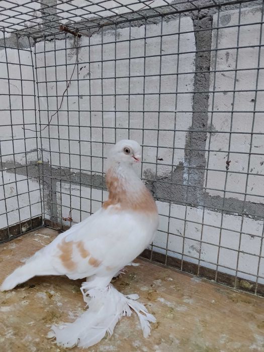 Gołębie blauwindry ozdobne