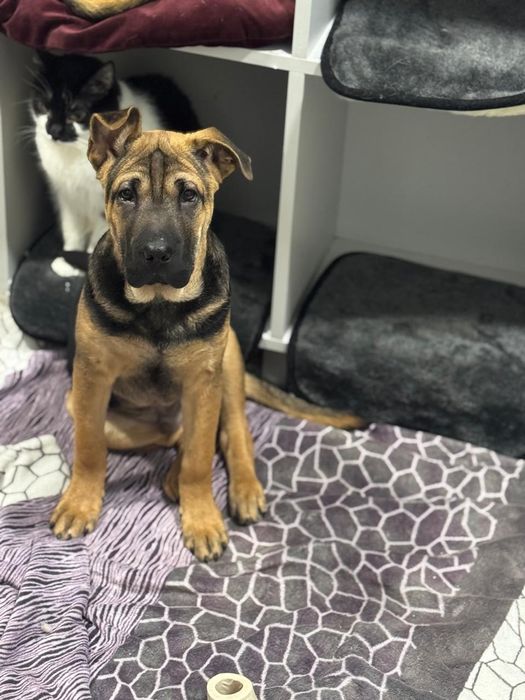 Цуценя,хлопчик, метис шарпея і вівчарки