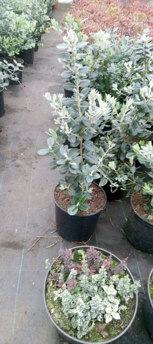 Cedros Leyland/Metrosideros Bom Preço