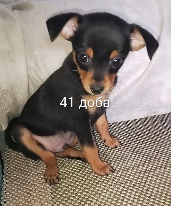 Той-терьер, цуценя, щенок
