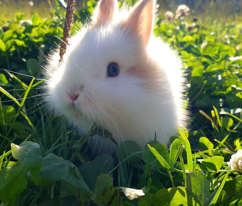 Króliki,  kroliczki , królik,  miniaturowe,  miniaturki