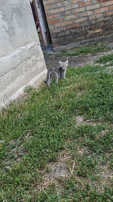 Віддамо кошенят, в добрі руки