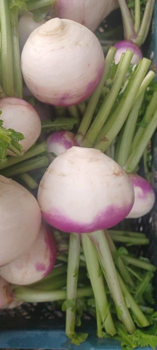 Rzepa jadalna 1 kg