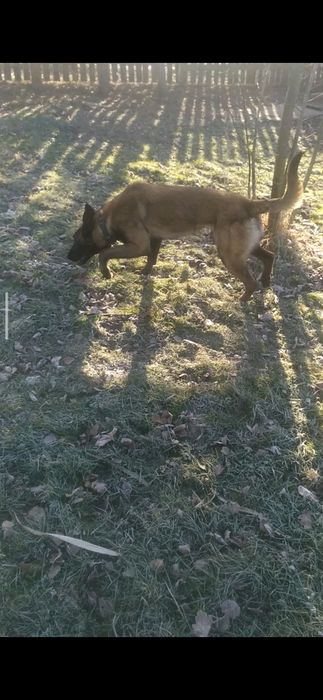 Малінуа КСУ в'язка  Бельгійська вівчарка кобель в'язка