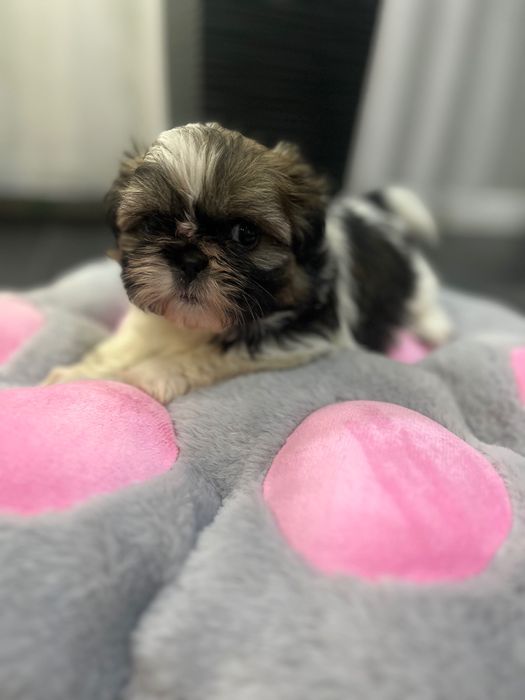Shih tzu Suczka
