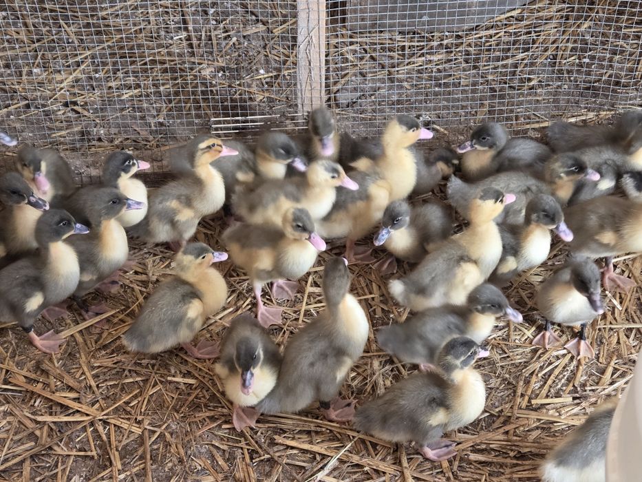 Kaczki pekin maximus niebieski