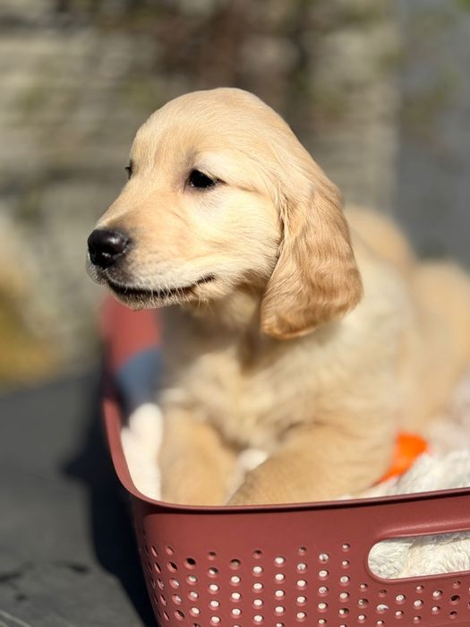 Pies o imieniu DAX Golden Retriever