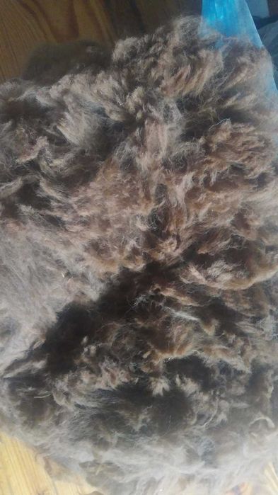 Runo/wełna Alpaki
