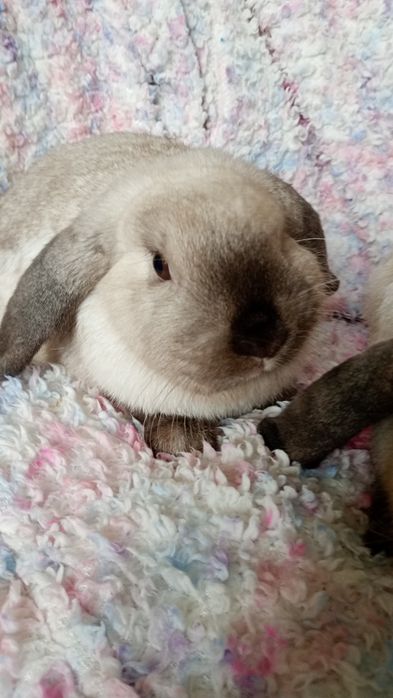 Karzełek Baranek Syjamski Mini Lop
