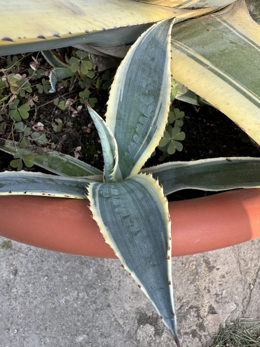 Агава Американська дітки