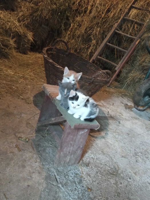 Кошенята бездомні 1 місяць