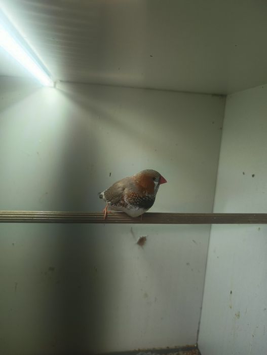 Zeberki,amadyna zebrowata