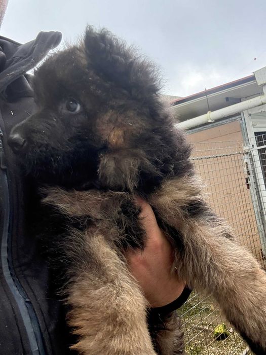 pastor alemao pelo comprido