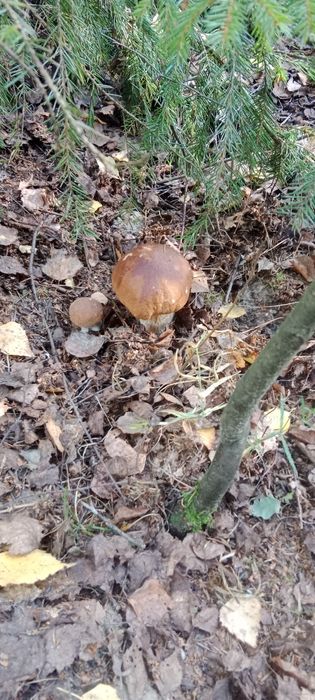 Prawdziwki suszone kapelusze krojony2025